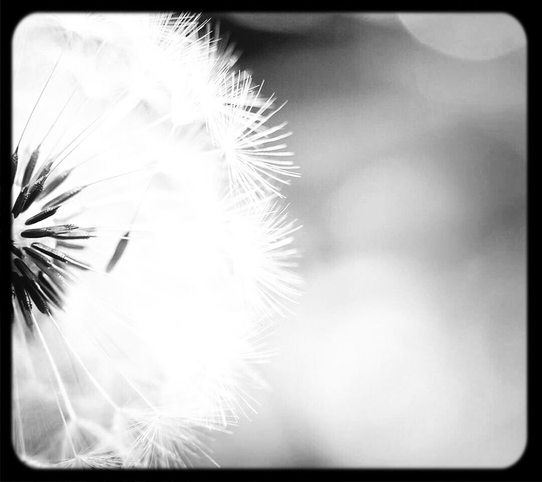 growth, transfer print, auto post production filter, close-up, nature, beauty in nature, sun, plant, sunlight, palm tree, low angle view, focus on foreground, outdoors, day, fragility, no people, dandelion, tranquility, flower, selective focus