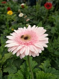 Close-up of pink pollinating flower