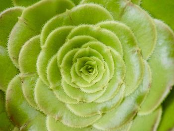 Full frame shot of succulent plant