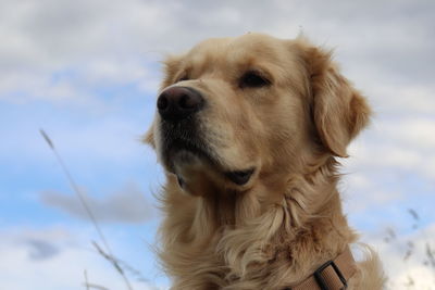 Close-up of dog looking away against sky
