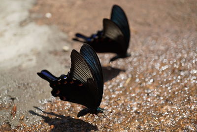Close-up of insect on sand