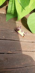 High angle view of a lizard on footpath