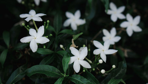 Close-up of white flowering plants