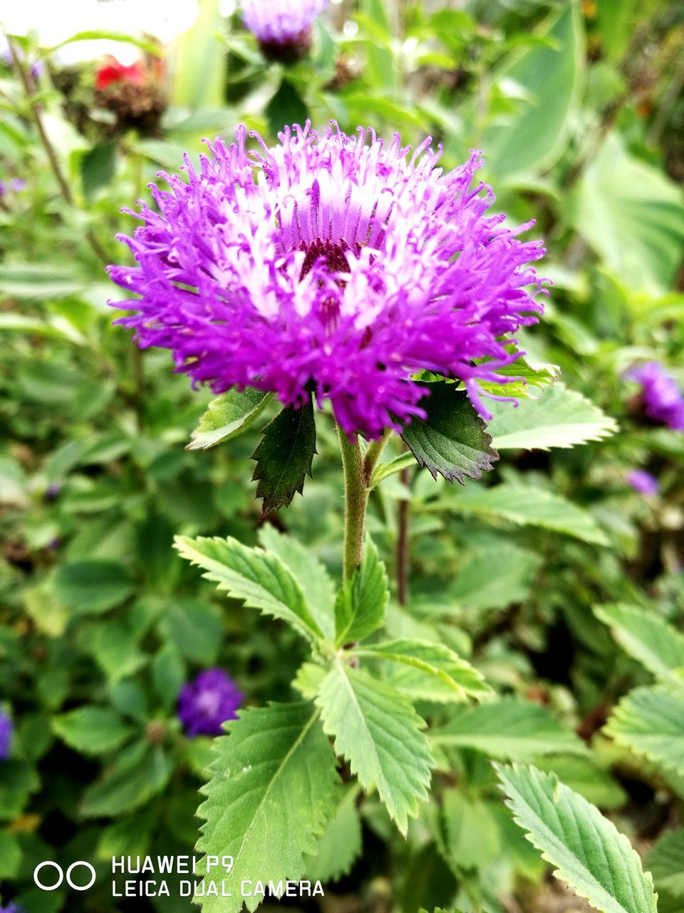 purple, flower, growth, nature, plant, beauty in nature, fragility, day, no people, outdoors, freshness, green color, petal, leaf, close-up, thistle, blooming, flower head