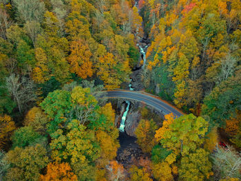 Trees in forest during autumn