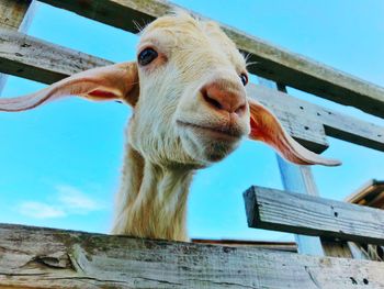 Close-up of goat on fence against sky