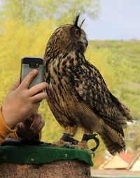 Human hand with a cell phone taking picture of an eagle owl bubo bubo