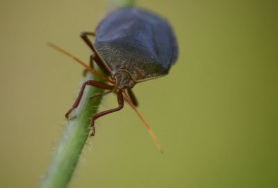 Close-up of insect