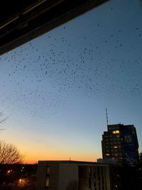 Low angle view of birds flying over buildings in city