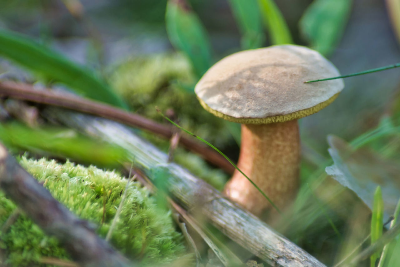 CLOSE-UP OF MUSHROOM GROWING ON PLANT