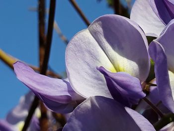 Close-up of purple flowering plant