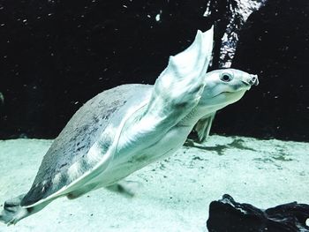 Close-up of tortoise swimming in aquarium