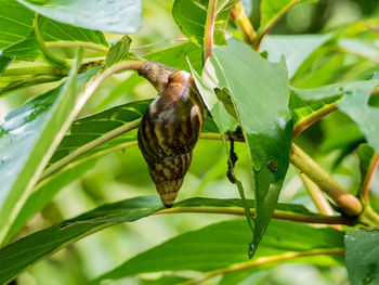 Close-up of bird perching on tree