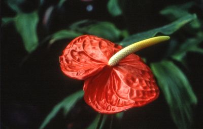 Close-up of red flowers