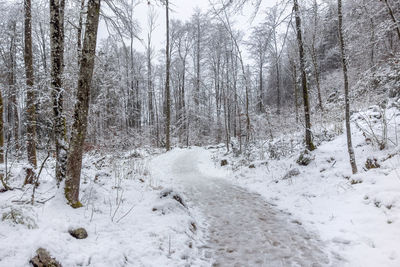 Snow covered land and trees in forest