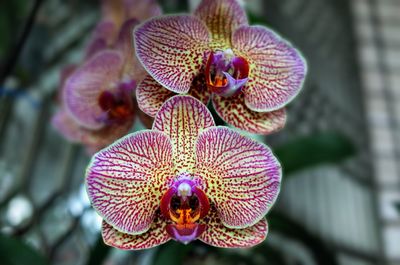 Close-up of purple orchid