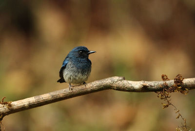 Close-up of bird perching on branch