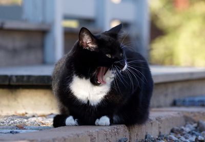 Close-up of a cat