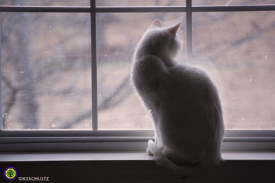 Rear view of cat looking through window