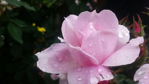 Close-up of water drops on pink flower