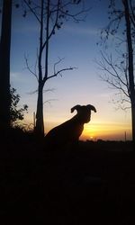 Silhouette of bare trees at sunset