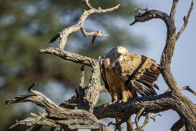 Tawny Eagle