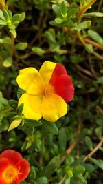 Close-up of red yellow flower