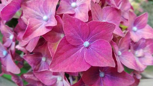 Close-up of flowers