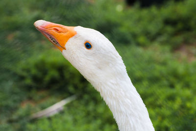 Close-up of a bird