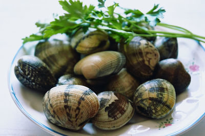 Close-up of snail