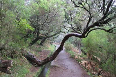 Low angle view of trees in forest