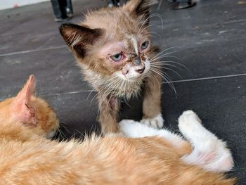 Portrait of cat with kitten