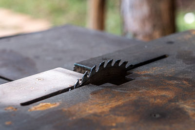 Close-up of crab on footpath