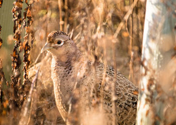 Close-up of a bird on field