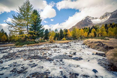 Scenic view of pine trees against sky