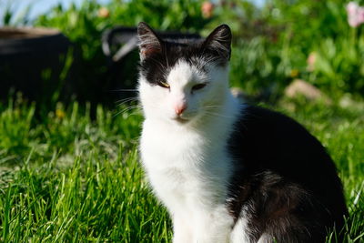 View of a cat on field