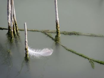 Close-up of rope floating on lake