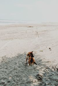 Dog on beach