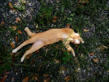 High angle view of a dog on field