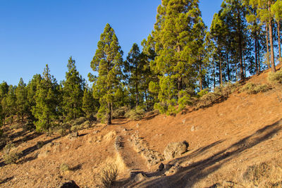 Low angle view of trees on mountain against sky