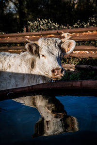 Portrait of horse drinking water