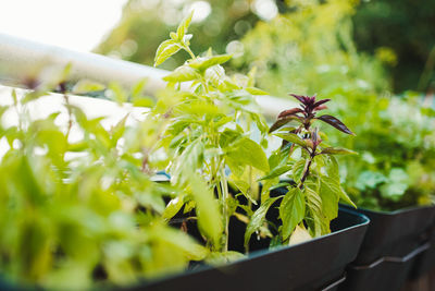 Close-up of green plant