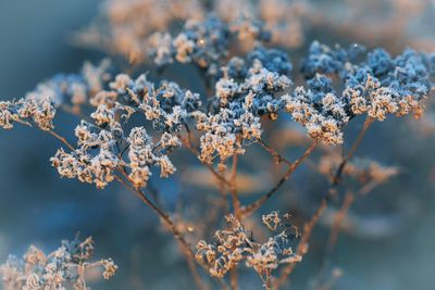 Close-up of frozen plant