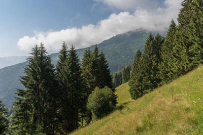 Scenic view of pine trees against sky