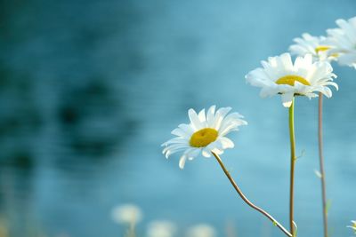 Close-up of white flowers blooming outdoors