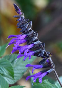 Close-up of purple flowering plant