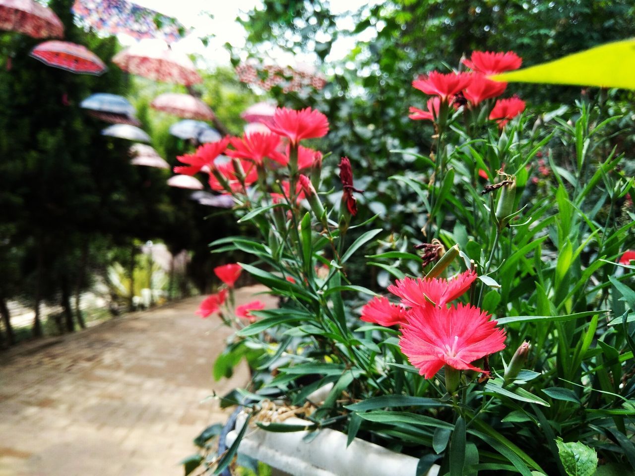 flower, flowering plant, plant, beauty in nature, vulnerability, fragility, freshness, growth, petal, red, flower head, close-up, inflorescence, focus on foreground, nature, day, green color, no people, outdoors, park