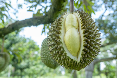 Close-up of fruit