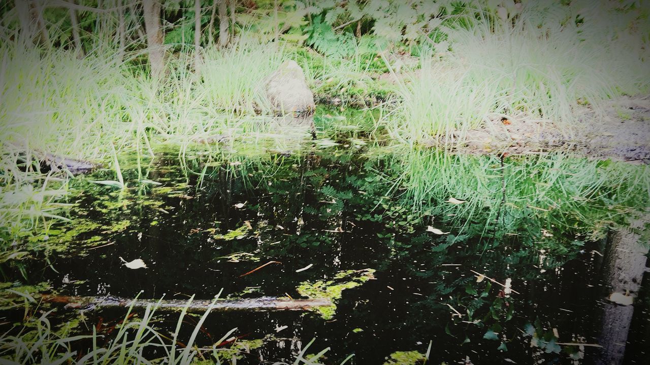 Water in the forest