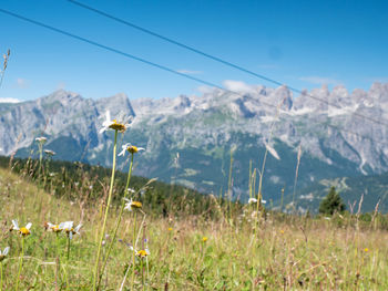 Summer meadow close to peak of gazza mountain above andalo town. dolomite alps. amazing wild nature